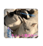 8にゃんずの日常（個別スタンプ：17）