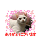 8にゃんずの日常（個別スタンプ：19）