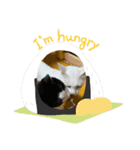 8にゃんずの日常（個別スタンプ：20）