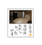 8にゃんずの日常（個別スタンプ：24）