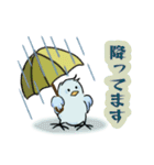 マメルリハインコの青豆ちゃん【お天気】（個別スタンプ：5）