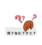 トイプードルレッド系の吹き出しのスタンプ（個別スタンプ：29）