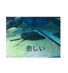 水族館暮らし（個別スタンプ：7）