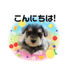 キャンディLove（個別スタンプ：1）
