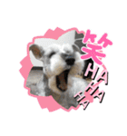キャンディLove（個別スタンプ：19）