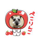 キャンディLove（個別スタンプ：24）
