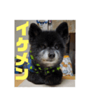 心がワチワチ！愛犬スタンプ（個別スタンプ：1）