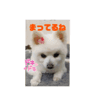 心がワチワチ！愛犬スタンプ（個別スタンプ：2）