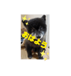 心がワチワチ！愛犬スタンプ（個別スタンプ：6）