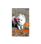 心がワチワチ！愛犬スタンプ（個別スタンプ：7）