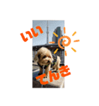 心がワチワチ！愛犬スタンプ（個別スタンプ：8）
