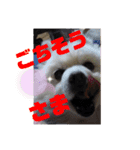 心がワチワチ！愛犬スタンプ（個別スタンプ：10）