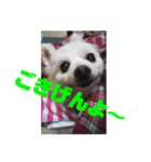 心がワチワチ！愛犬スタンプ（個別スタンプ：11）