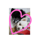 心がワチワチ！愛犬スタンプ（個別スタンプ：12）