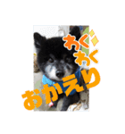心がワチワチ！愛犬スタンプ（個別スタンプ：16）