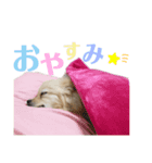 たぬの兄貴（個別スタンプ：2）