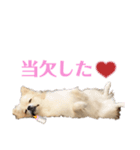 たぬの兄貴（個別スタンプ：6）