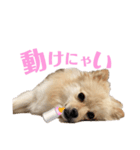 たぬの兄貴（個別スタンプ：7）