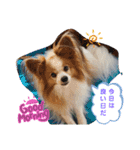 ぱぴぱぴパピヨン38（個別スタンプ：5）