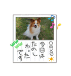 ぱぴぱぴパピヨン38（個別スタンプ：12）