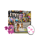 ぱぴぱぴパピヨン38（個別スタンプ：14）