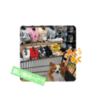 ぱぴぱぴパピヨン38（個別スタンプ：15）