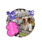 ぱぴぱぴパピヨン38（個別スタンプ：16）