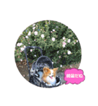 ぱぴぱぴパピヨン38（個別スタンプ：17）