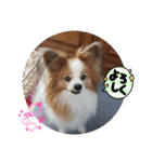 ぱぴぱぴパピヨン38（個別スタンプ：18）