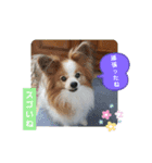 ぱぴぱぴパピヨン38（個別スタンプ：20）