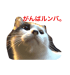 ゴーゴー外にゃんず（個別スタンプ：1）