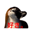 ゴーゴー外にゃんず（個別スタンプ：2）