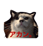 ゴーゴー外にゃんず（個別スタンプ：3）