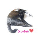 ゴーゴー外にゃんず（個別スタンプ：8）