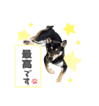 柴犬まりもの日常（個別スタンプ：1）