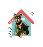 柴犬まりもの日常（個別スタンプ：3）