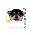 柴犬まりもの日常（個別スタンプ：4）