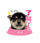 柴犬まりもの日常（個別スタンプ：5）