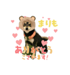 柴犬まりもの日常（個別スタンプ：8）