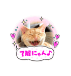 マンチカンこう（個別スタンプ：6）