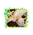 マンチカンこう（個別スタンプ：7）