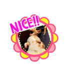 マンチカンこう（個別スタンプ：8）