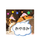 かっかとちゃみとはむちーの日常会話（個別スタンプ：2）