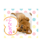 かっかとちゃみとはむちーの日常会話（個別スタンプ：3）