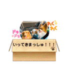 かっかとちゃみとはむちーの日常会話（個別スタンプ：5）