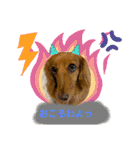 かっかとちゃみとはむちーの日常会話（個別スタンプ：9）