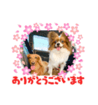 かっかとちゃみとはむちーの日常会話（個別スタンプ：12）
