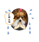 かっかとちゃみとはむちーの日常会話（個別スタンプ：13）