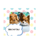 かっかとちゃみとはむちーの日常会話（個別スタンプ：15）