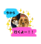 かっかとちゃみとはむちーの日常会話（個別スタンプ：28）